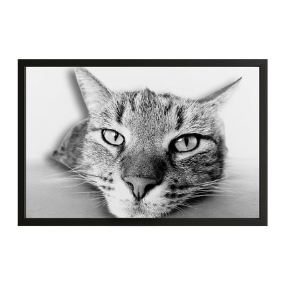 Black And White Cat Wall Art