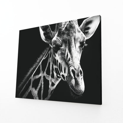 Black and white photo of a giraffe on a white background