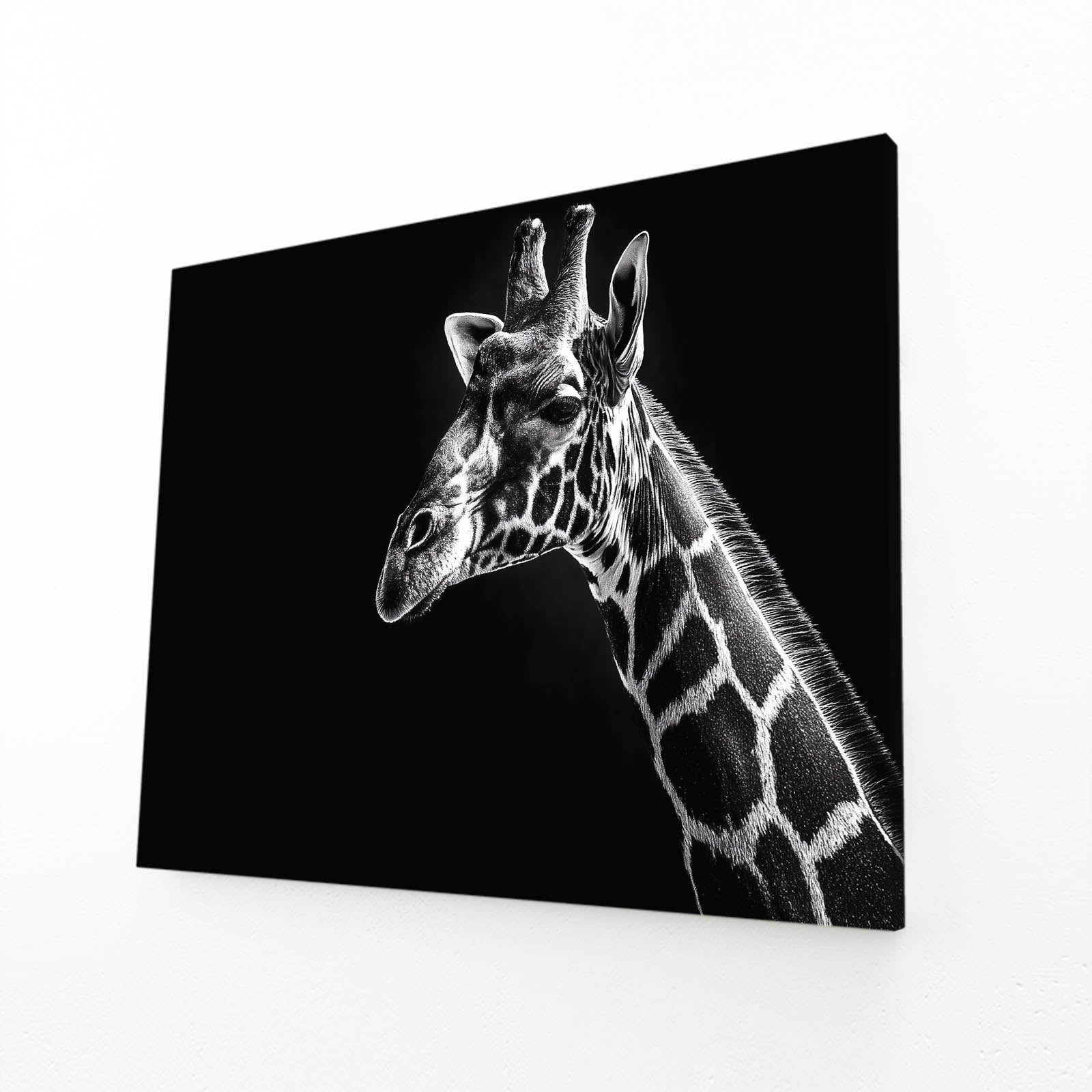 Giraffe portrait on a black background