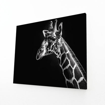 Giraffe portrait on a black background
