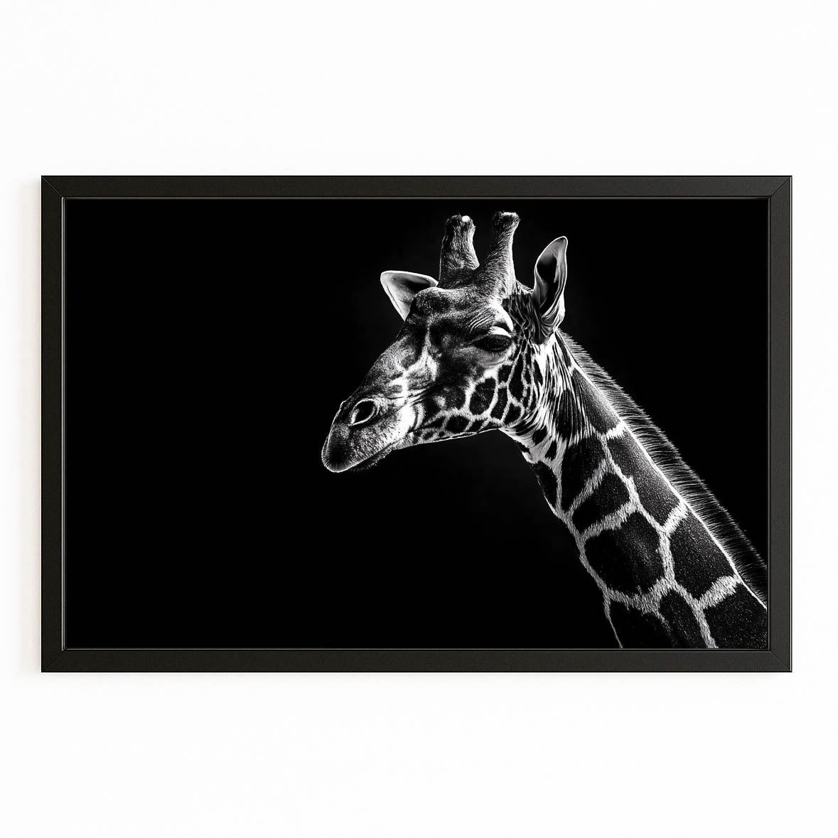 Framed black and white photograph of a giraffe on a white background