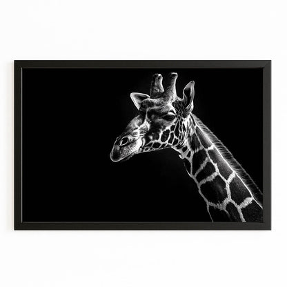 Framed black and white photograph of a giraffe on a white background