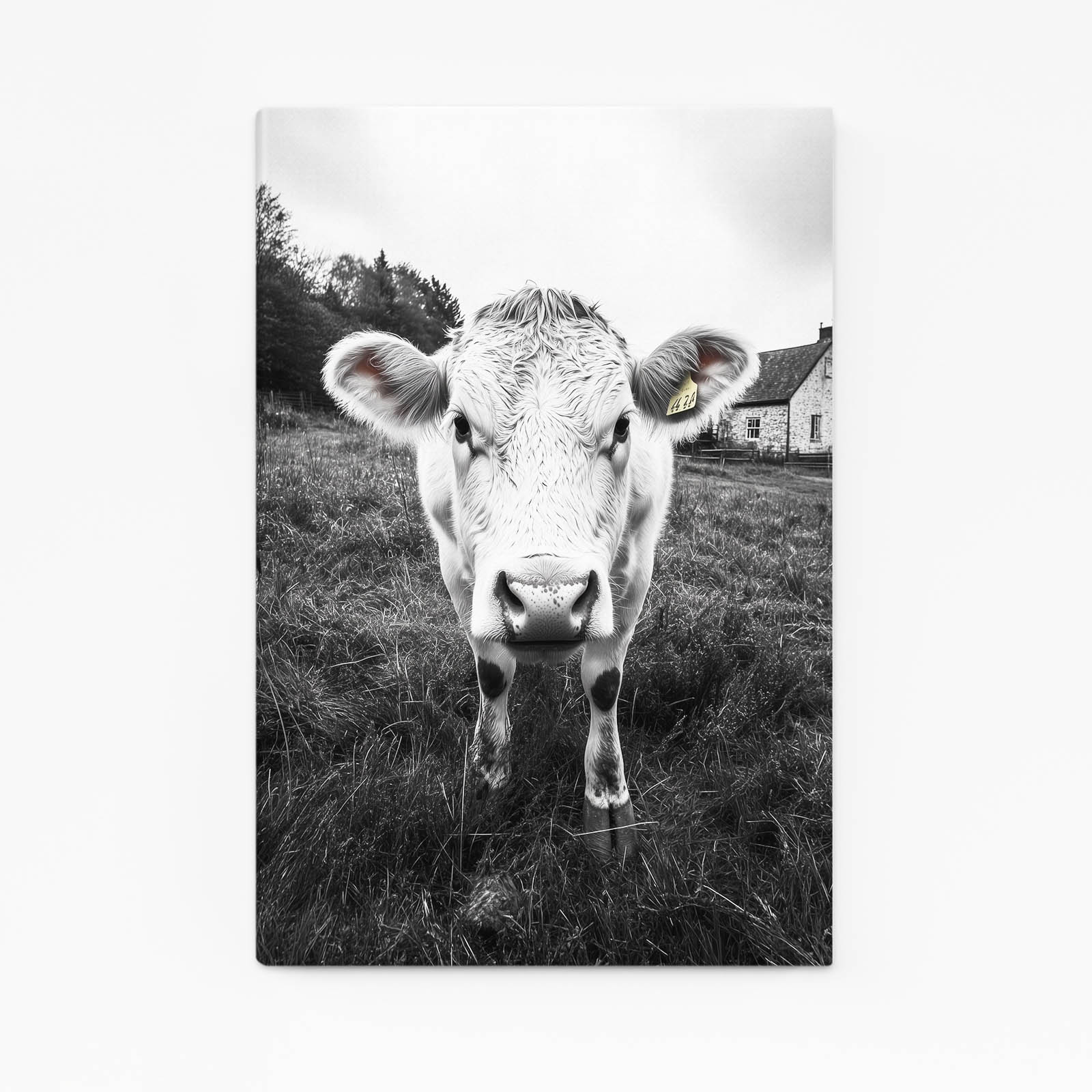 Black White Cow Wall Art – angled canvas view on white background