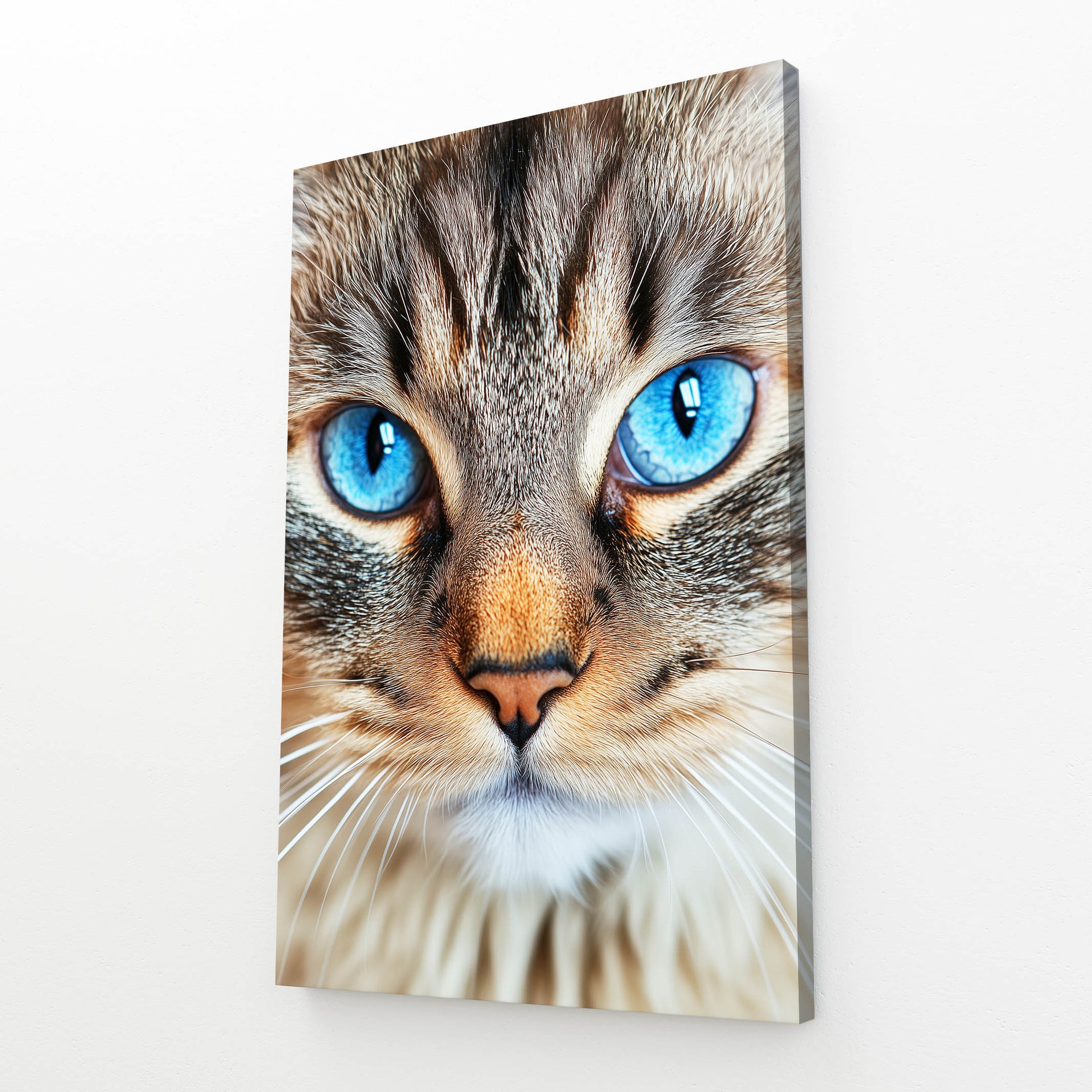 Blue Eyed Tabby Cat Canvas Art — photography canvas print, angled canvas view on white background