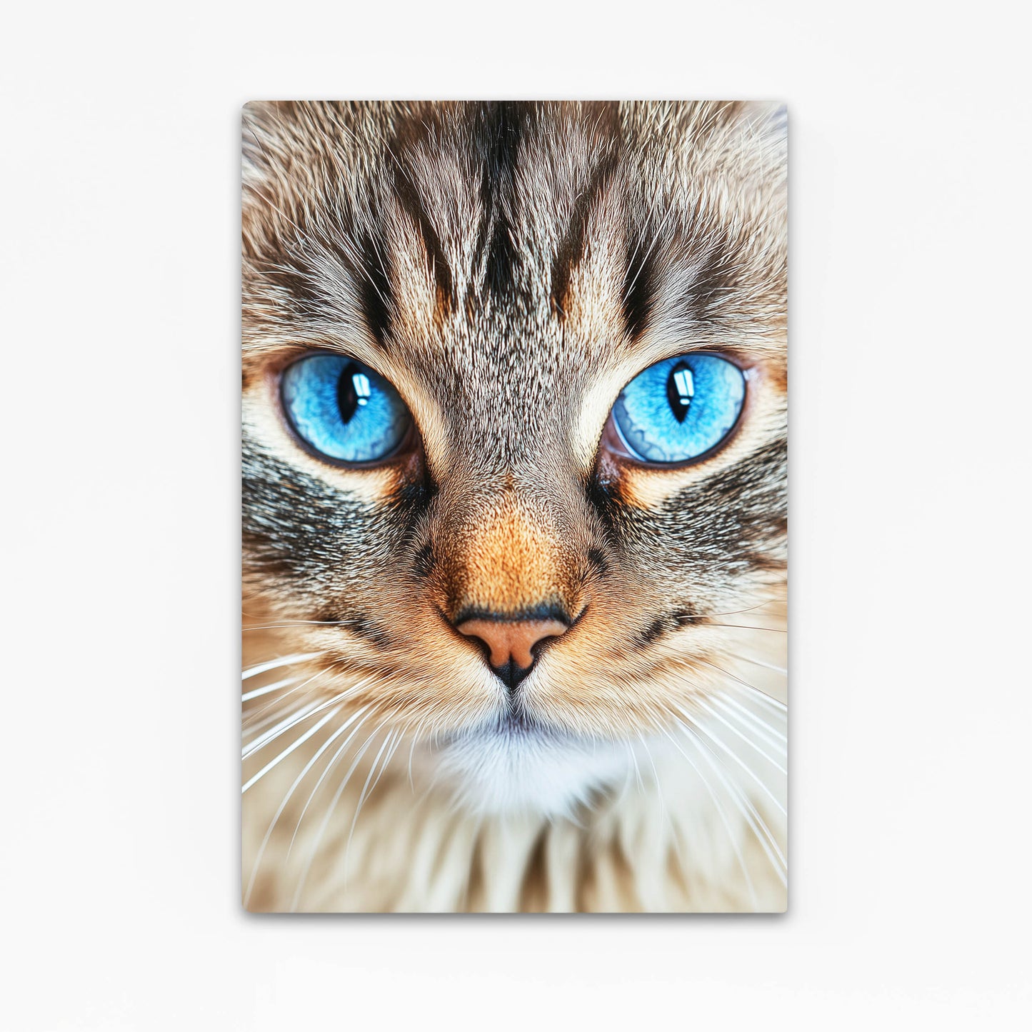 Blue Eyed Tabby Cat Canvas Art — photography canvas print, angled canvas view on white background