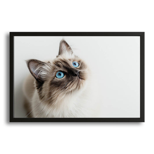Blue Eyes Cat Wall Art – canvas print on white background