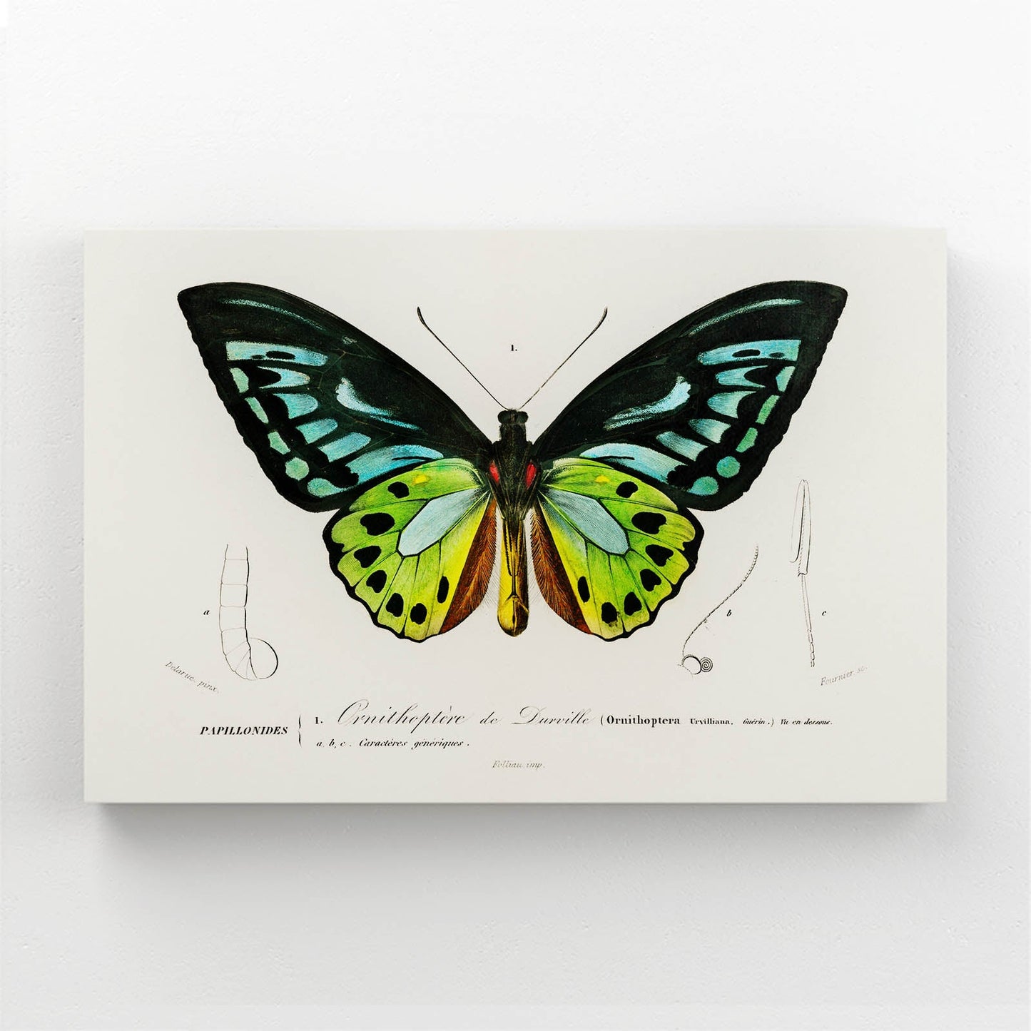 Botanical Butterfly Wall Art