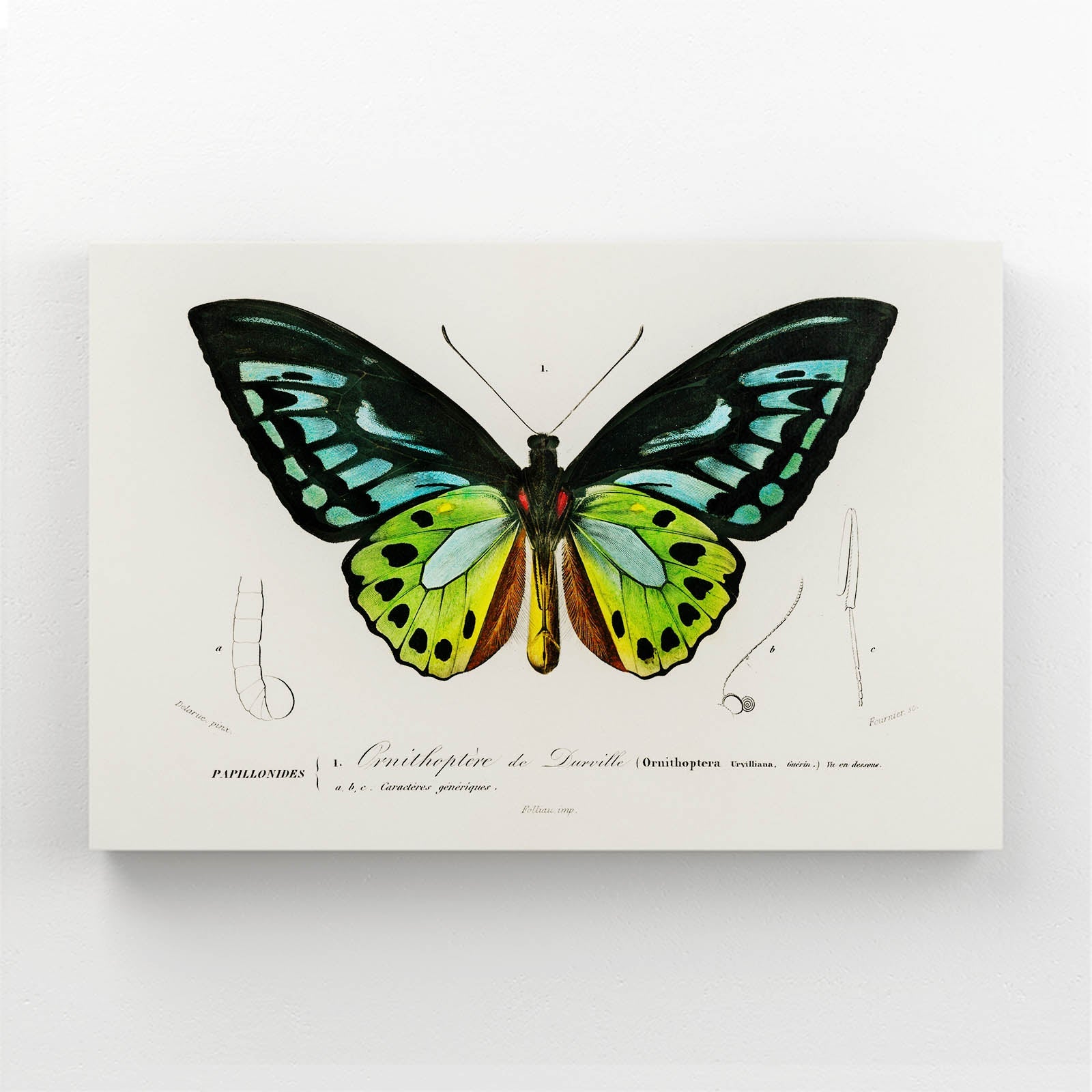 Botanical Butterfly Wall Art
