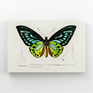 Botanical Butterfly Wall Art