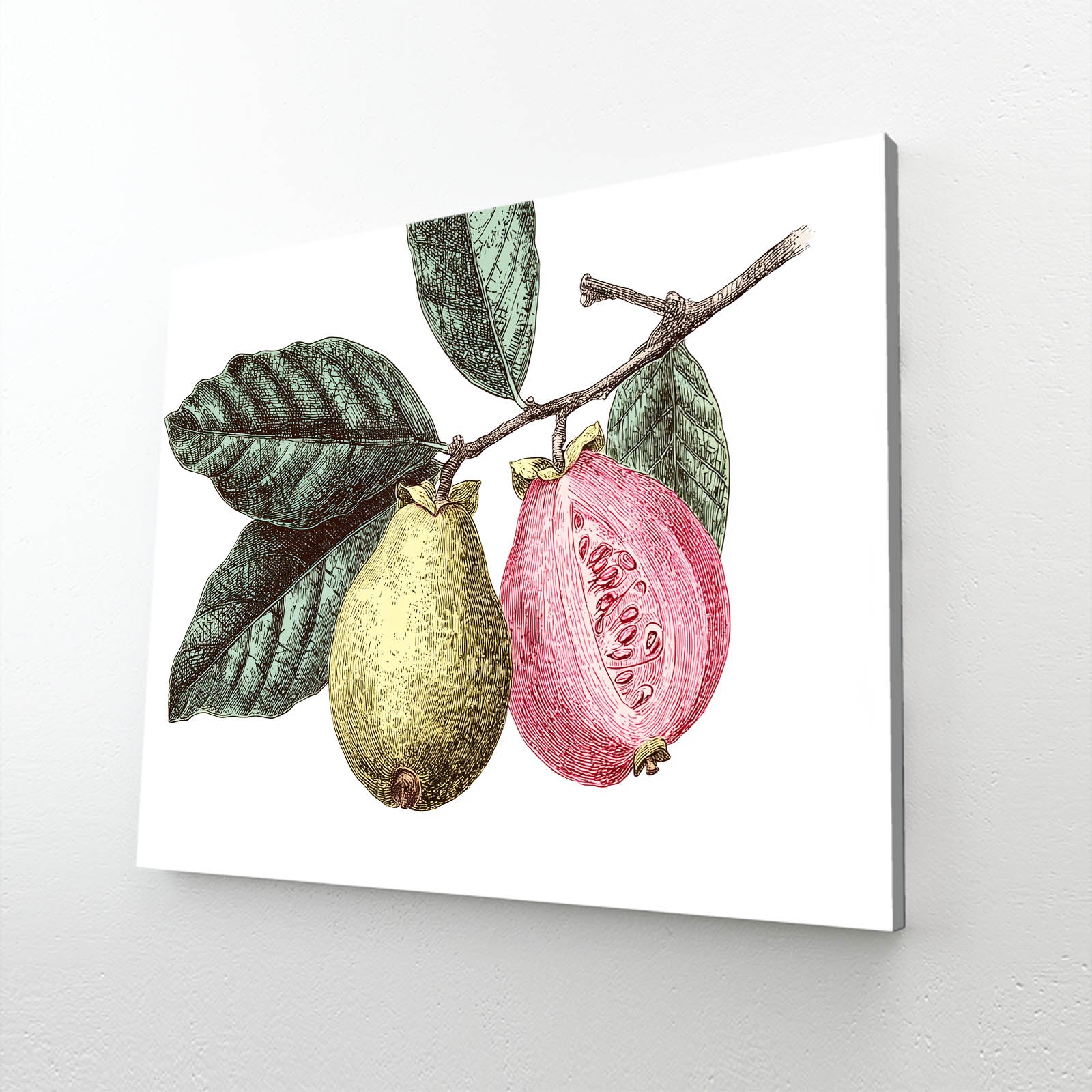 Botanical Pear Guava Fruit Wall Decor – canvas print on white background