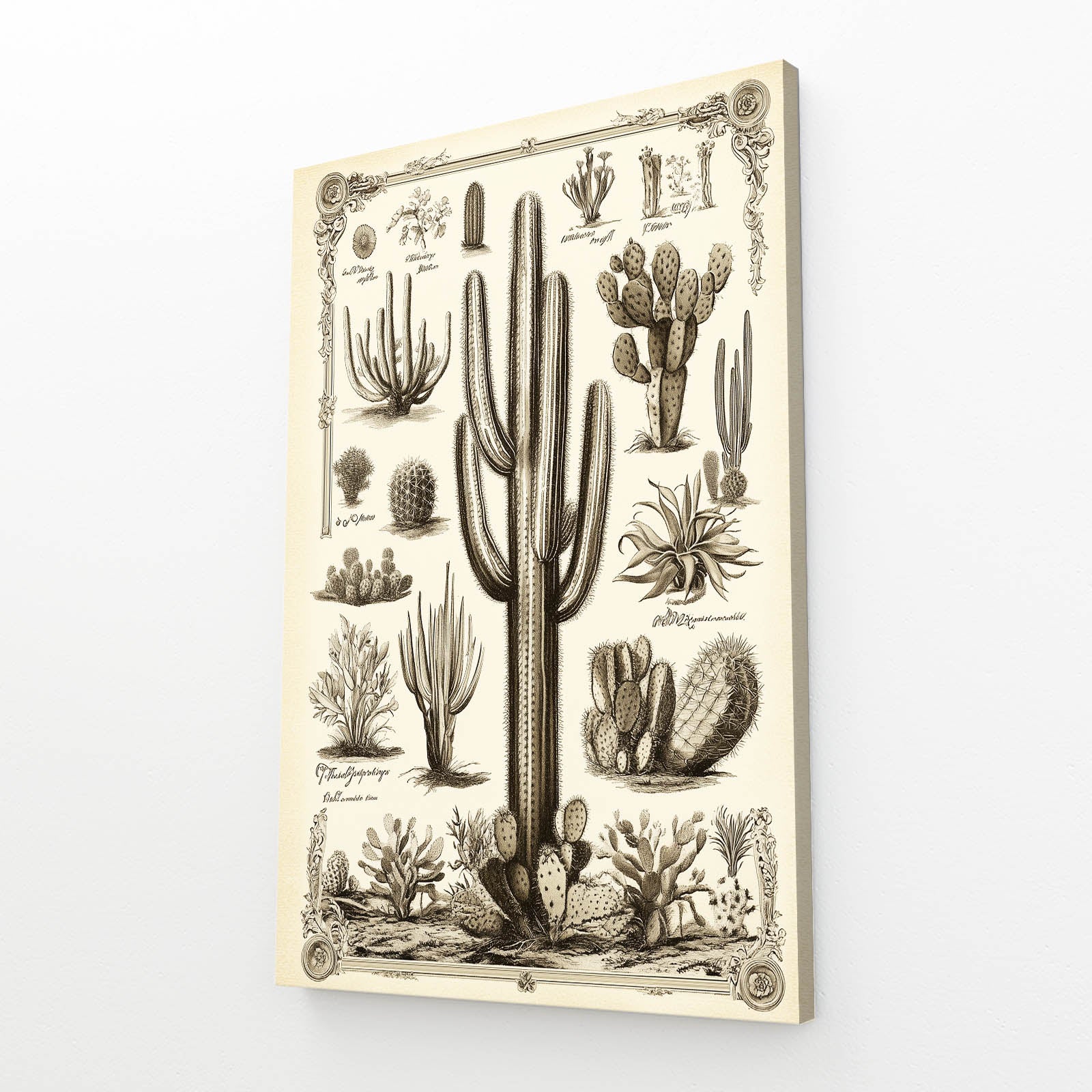 Botanical Plate Study Cactus Canvas – angled canvas view on white background