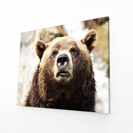 Brown Bear Wall Art