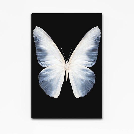 Butterfly Black and White Wall Art