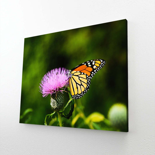Butterfly On Thistle Photography Wall Art