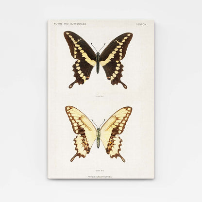 Butterfly Specimen Wall Art