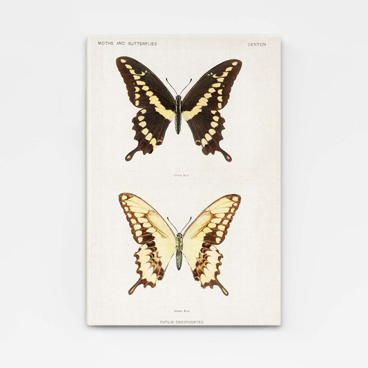 Butterfly Specimen Wall Art