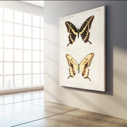 Butterfly Specimen Wall Art