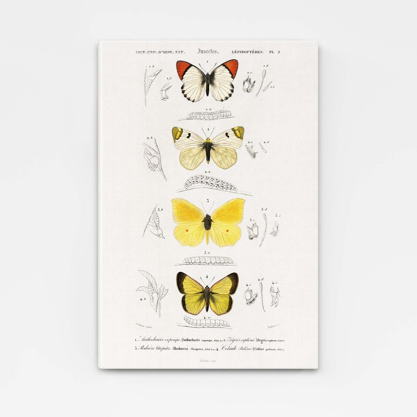 Butterfly Study Wall Art