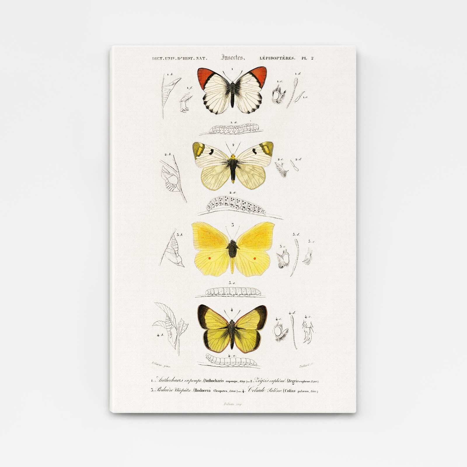 Butterfly Study Wall Art