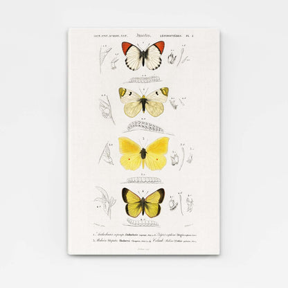 Butterfly Study Wall Art