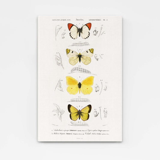 Butterfly Study Wall Art