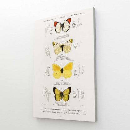 Butterfly Study Wall Art