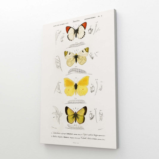 Butterfly Study Wall Art