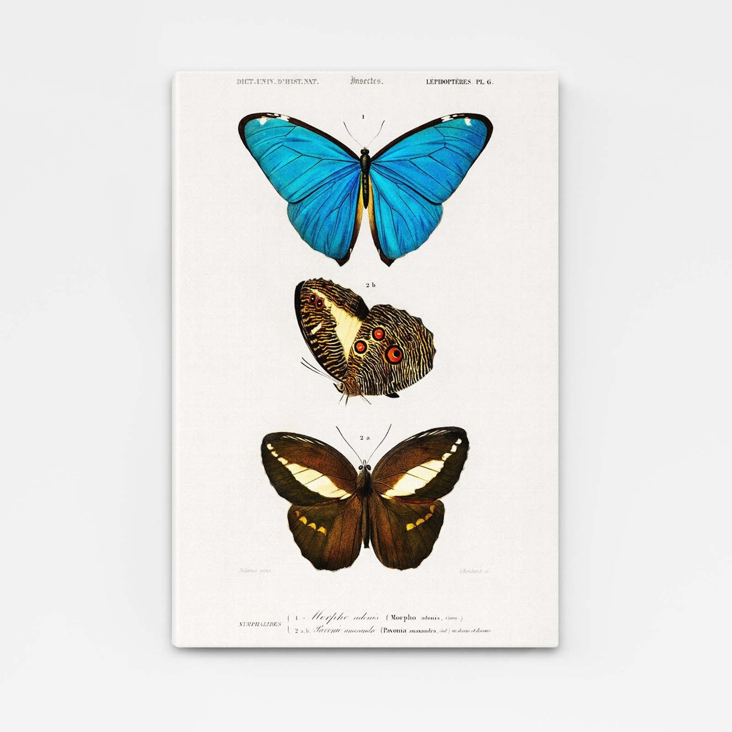 Butterfly Wall Art Naturalist