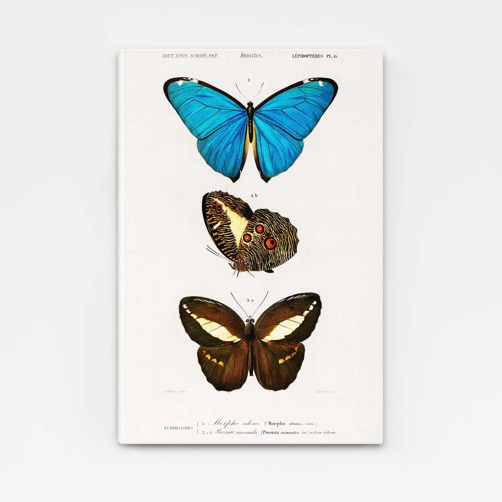 Butterfly Wall Art Naturalist