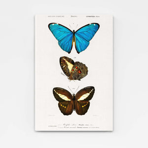 Butterfly Wall Art Naturalist