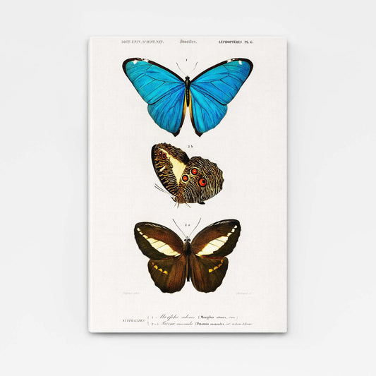 Butterfly Wall Art Naturalist
