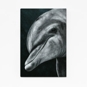 Charcoal Gaze Dolphin Canvas