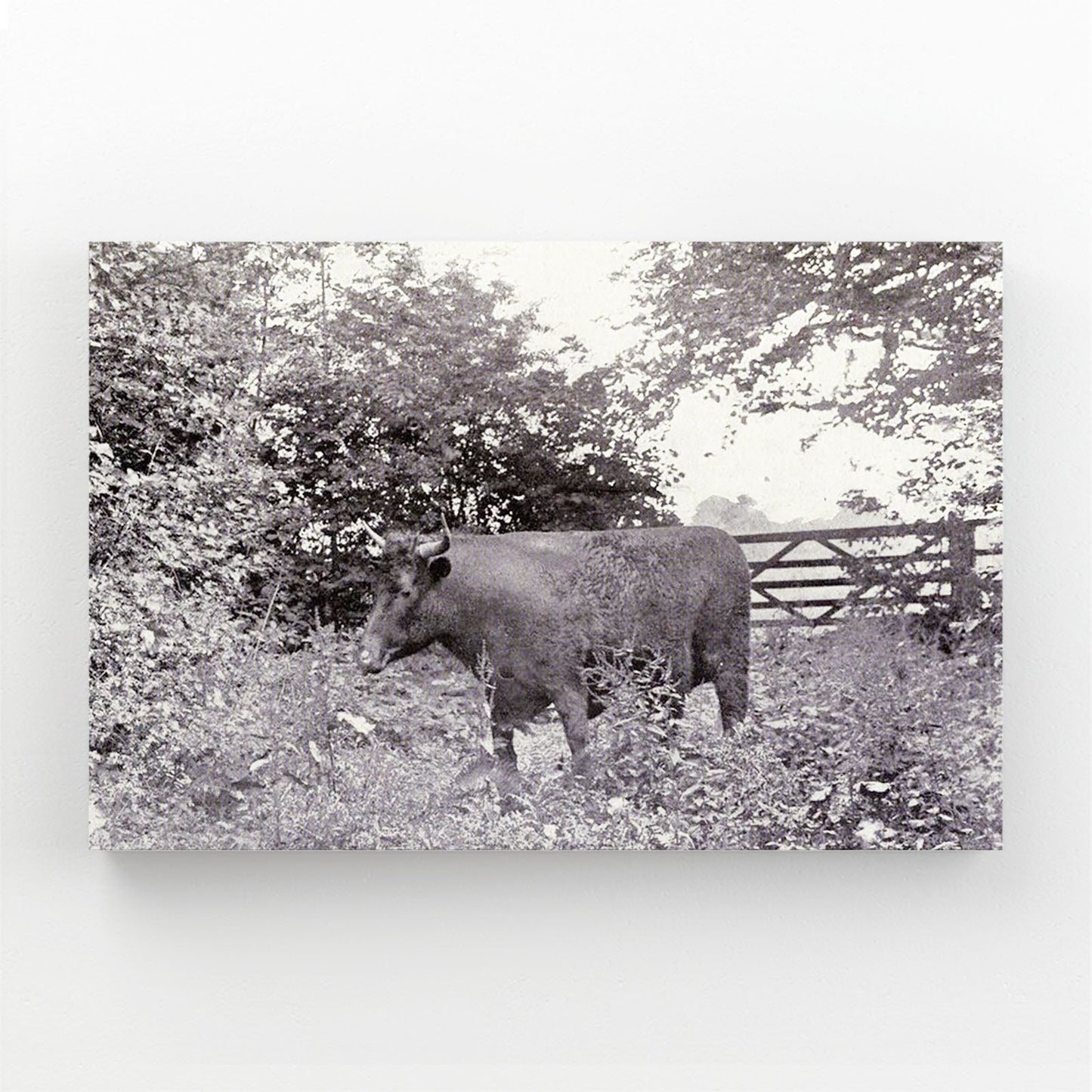 Classic Cow Wall Art – angled canvas view on white background