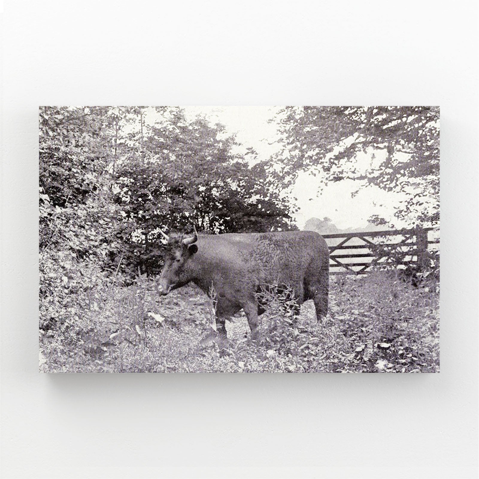 Classic Cow Wall Art – angled canvas view on white background