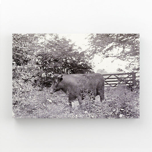 Classic Cow Wall Art – angled canvas view on white background