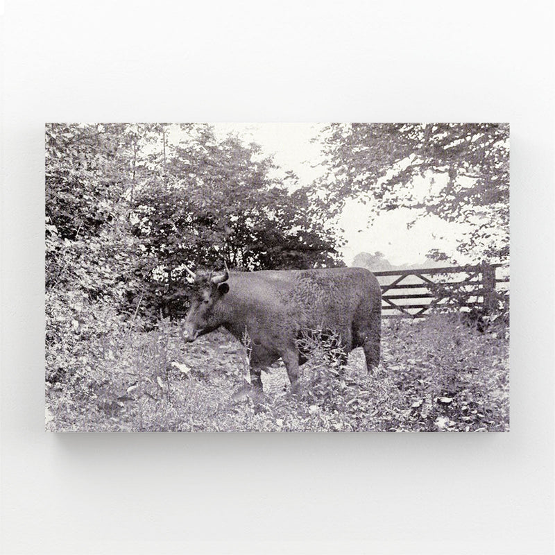 Classic Cow Wall Art – angled canvas view on white background