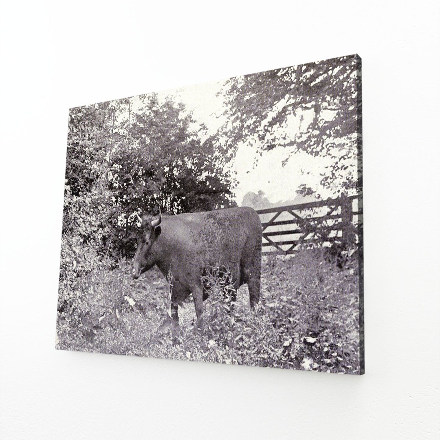 Classic Cow Wall Art – angled canvas view on white background