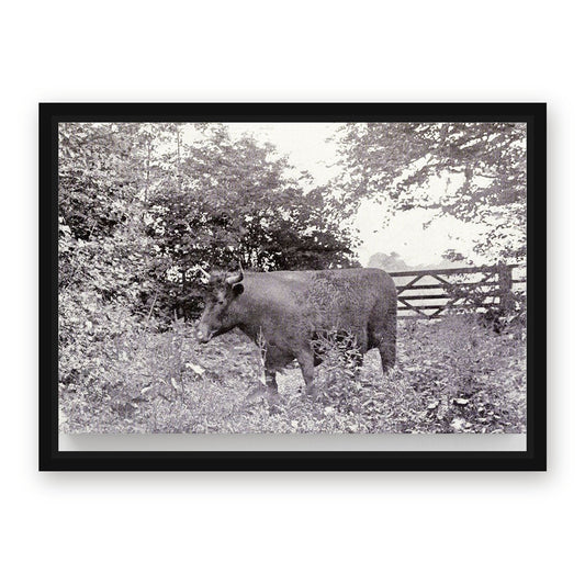 Classic Cow Wall Art – with Premium Black wood frame