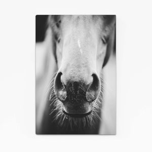 Closeup Horse Canvas Art