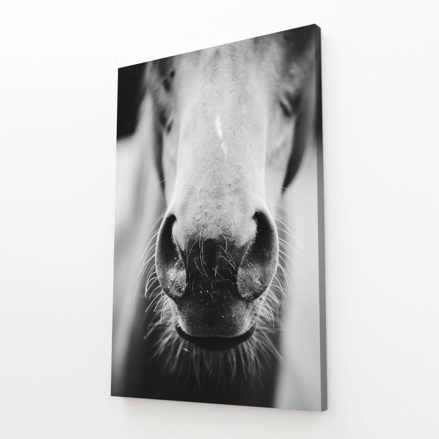 Closeup Horse Canvas Art – angled canvas view on white background