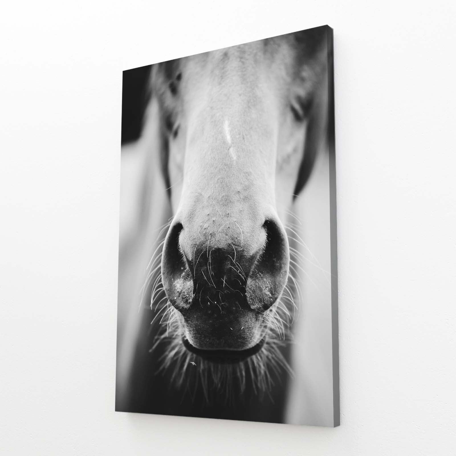 Closeup Horse Canvas Art – angled canvas view on white background