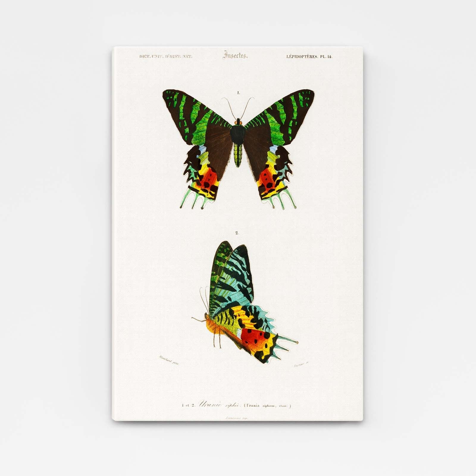 Colorful Scientific Butterfly Wall Art