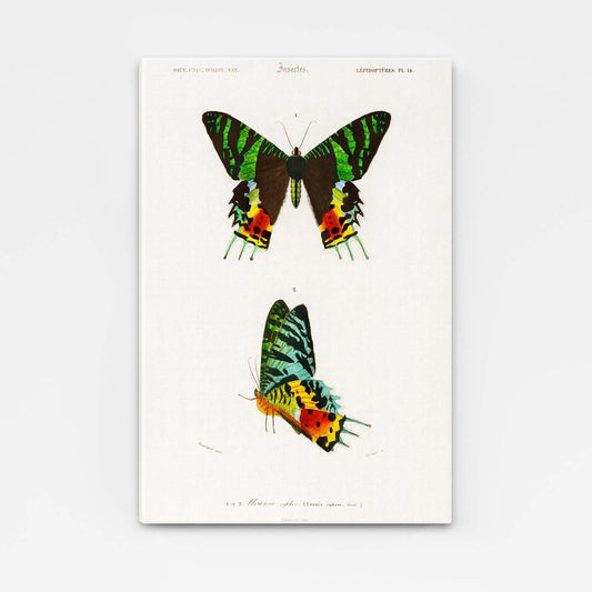 Colorful Scientific Butterfly Wall Art
