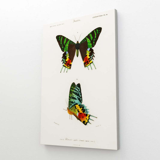 Colorful Scientific Butterfly Wall Art