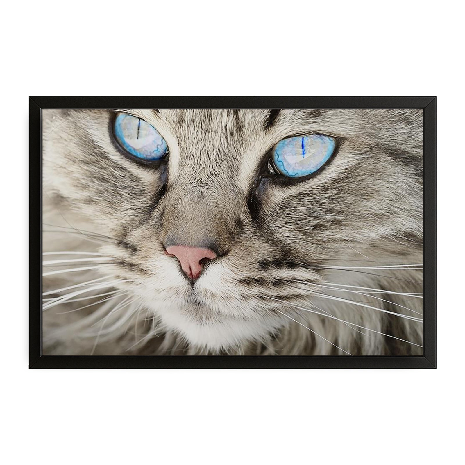 Crystal Eyes Cat Wall Art – canvas print on white background