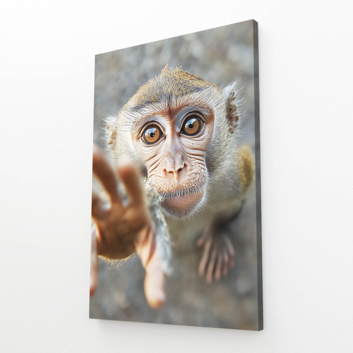 Curious Reaching Hand Monkey Wall Decor — photography canvas print, angled canvas view on white background