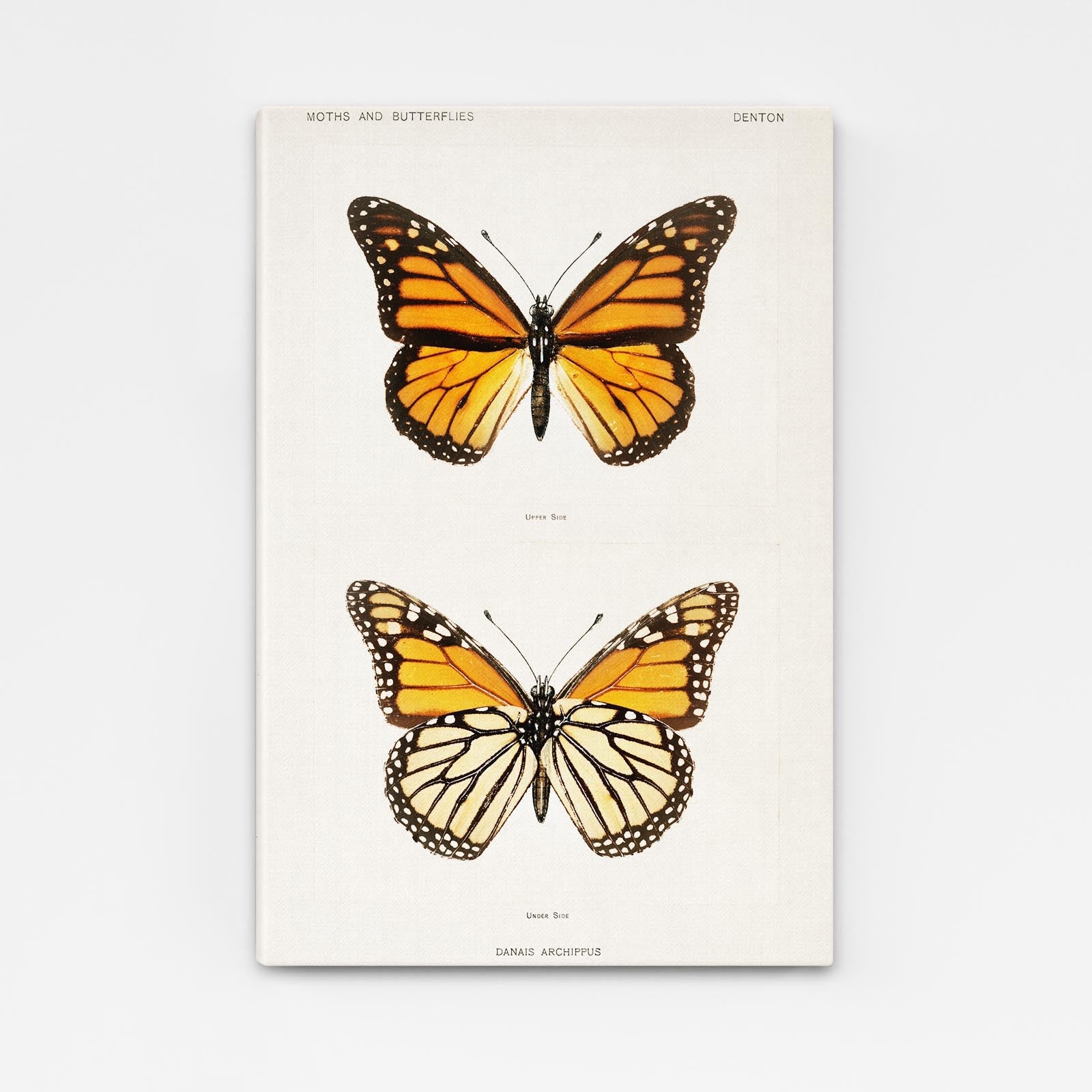 Danaus Butterfly Wall Art