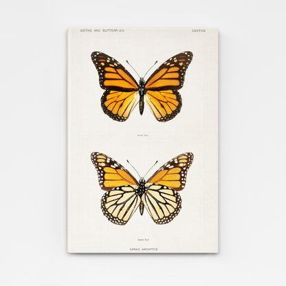 Danaus Butterfly Wall Art