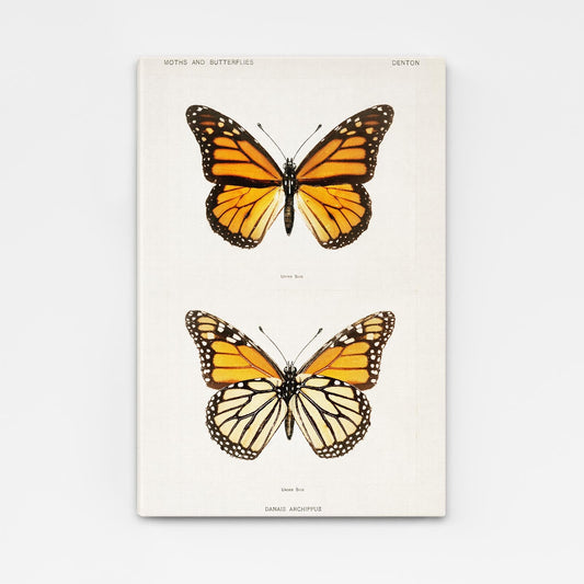 Danaus Butterfly Wall Art
