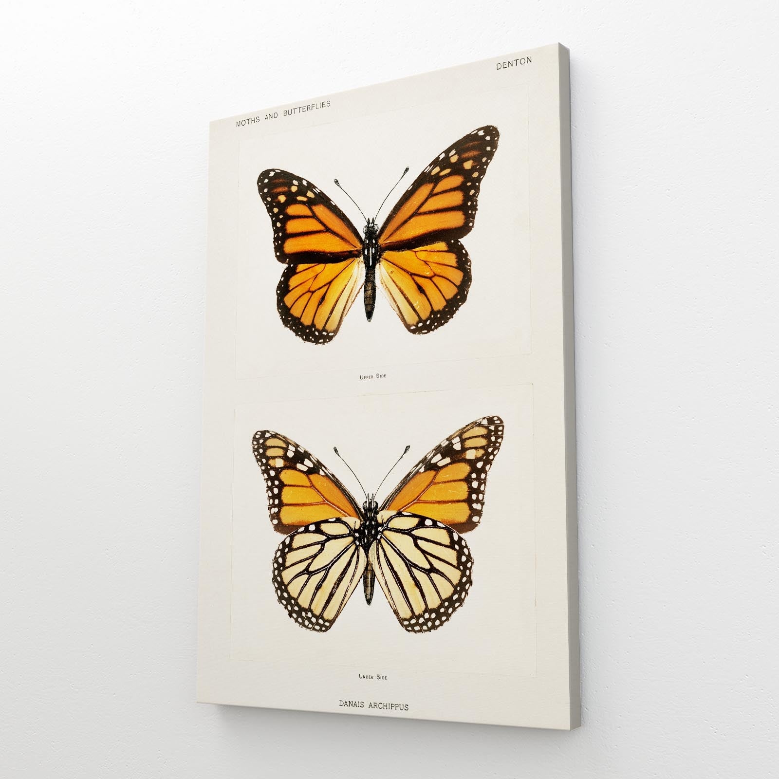 Danaus Butterfly Wall Art